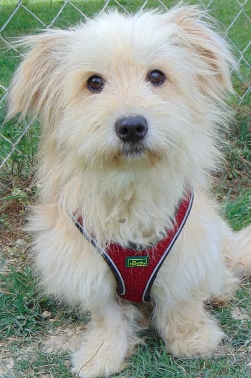 Lotti, Mixed Breed (Tierhilfe Korfu e.V.)