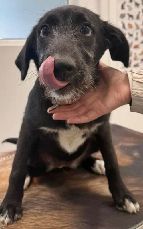 Leni, Mixed Breed (Tierhilfe Korfu e.V.)
