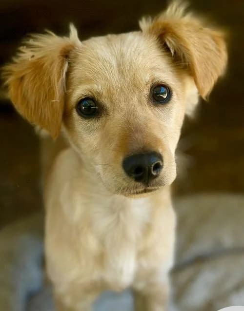 Nela, female puppy Mixed Breed for adoption at Tierhilfe Korfu e.V., Ratingen