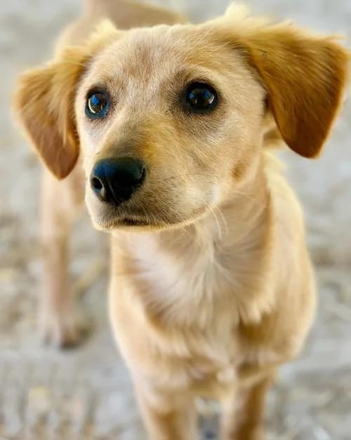 Tiye, female puppy Mixed Breed for adoption at Tierhilfe Korfu e.V., Ratingen