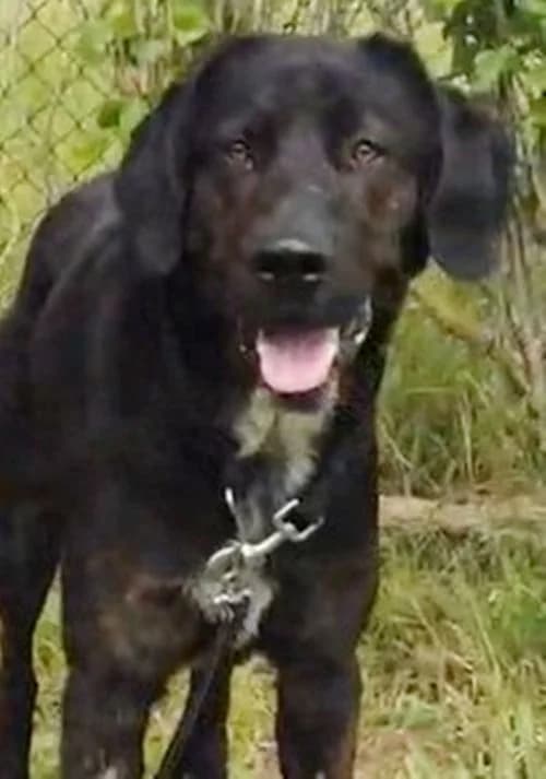 Finn, Mixed Breed (Tierhilfe Korfu e.V.)
