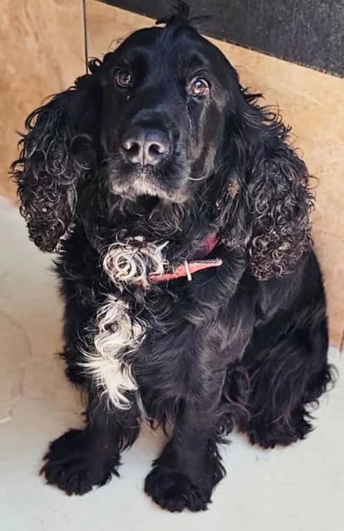 Bilbo, male puppy Mixed Breed for adoption at Tierhilfe Korfu e.V., Ratingen