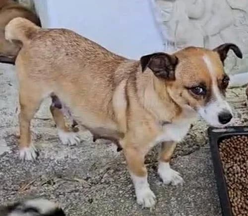 Paloma, female puppy Mixed Breed for adoption at Tierhilfe Korfu e.V., Ratingen