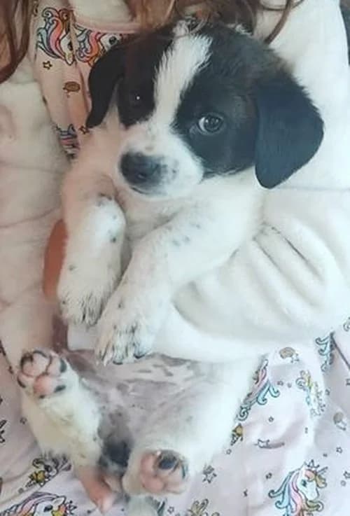 Fipsi, female puppy Mixed Breed for adoption at Tierhilfe Korfu e.V., Ratingen