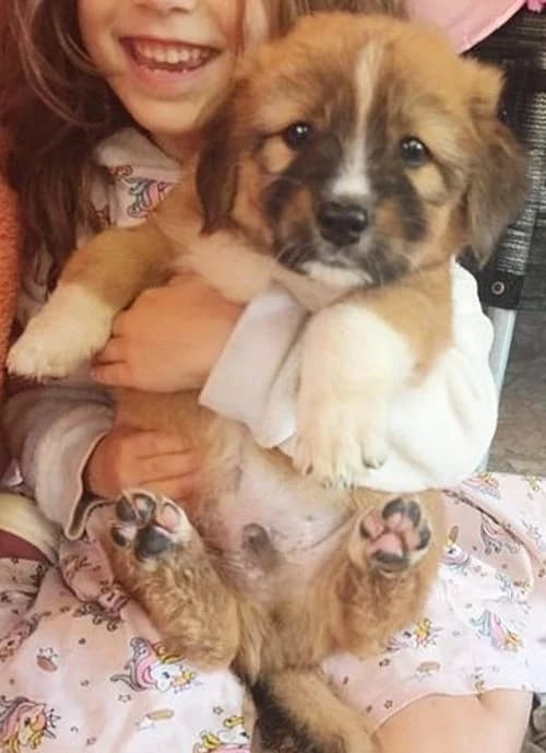 Gustav, male puppy Mixed Breed for adoption at Tierhilfe Korfu e.V., Ratingen