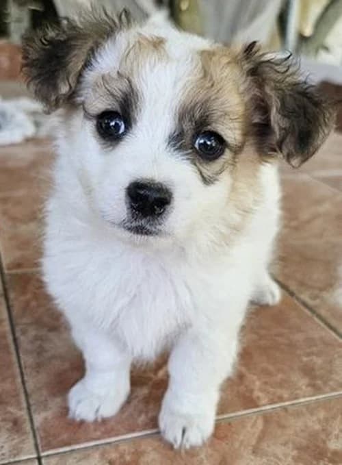 Nacho, male puppy Mixed Breed for adoption at Tierhilfe Korfu e.V., Ratingen