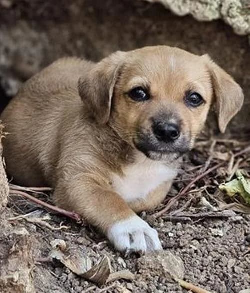 Nikos, male puppy Mixed Breed for adoption at Tierhilfe Korfu e.V., Ratingen