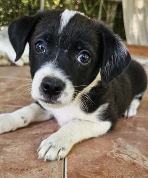 Oreo, male puppy Mixed Breed for adoption at Tierhilfe Korfu e.V., Ratingen