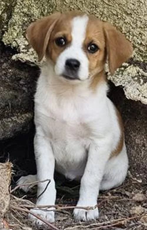 Trudi, female puppy Mixed Breed for adoption at Tierhilfe Korfu e.V., Ratingen