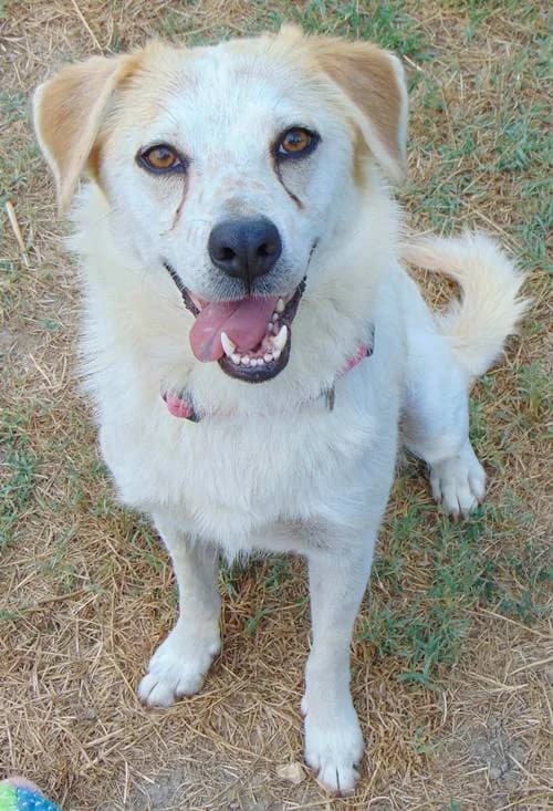 Luna, female young Mixed Breed for adoption at Tierhilfe Korfu e.V., Ratingen