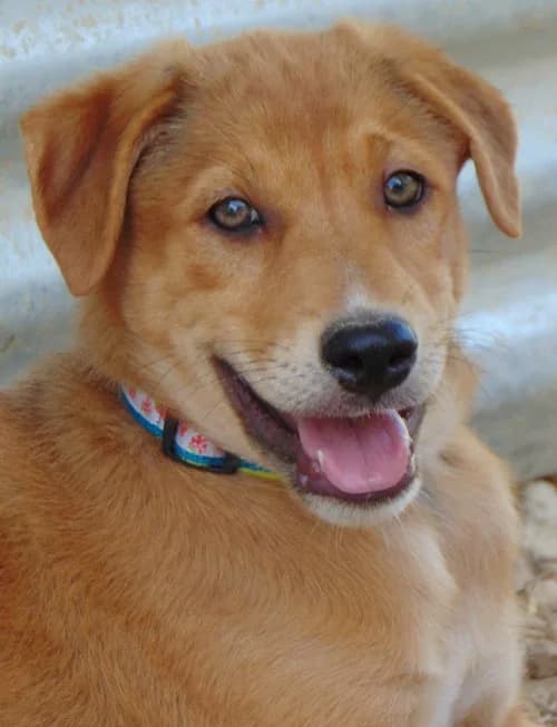 Smutje, male puppy Mixed Breed for adoption at Tierhilfe Korfu e.V., Ratingen
