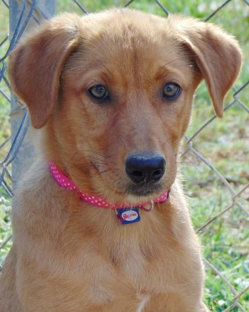 Frieda, female puppy Mixed Breed for adoption at Tierhilfe Korfu e.V., Ratingen