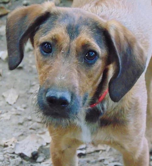 Canela, female puppy Mixed Breed for adoption at Tierhilfe Korfu e.V., Ratingen