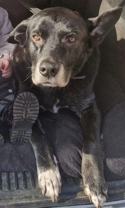 Zuma, male senior Mixed Breed for adoption at Tierhilfe Korfu e.V., Ratingen