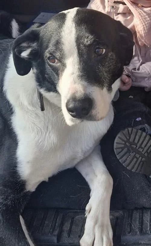 Chico, male senior Mixed Breed for adoption at Tierhilfe Korfu e.V., Ratingen