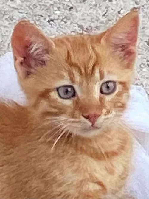 Emmett, male puppy Mixed Breed for adoption at Tierhilfe Korfu e.V., Ratingen