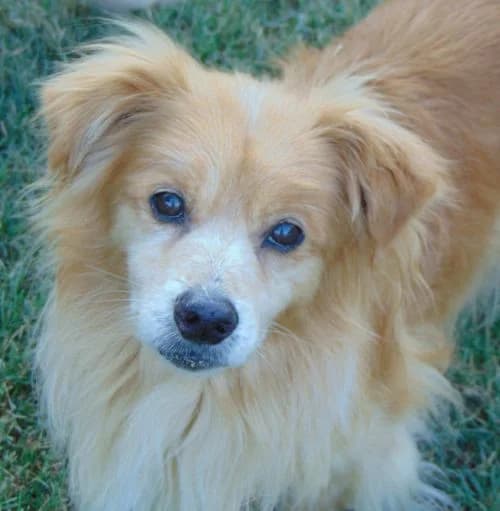 Ted, Mixed Breed (Tierhilfe Korfu e.V.)