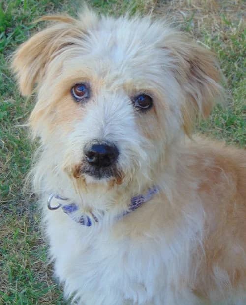 Timmy, Mixed Breed (Tierhilfe Korfu e.V.)