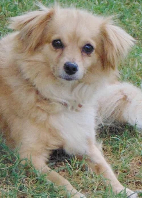 Sindy, female young Mixed Breed for adoption at Tierhilfe Korfu e.V., Ratingen
