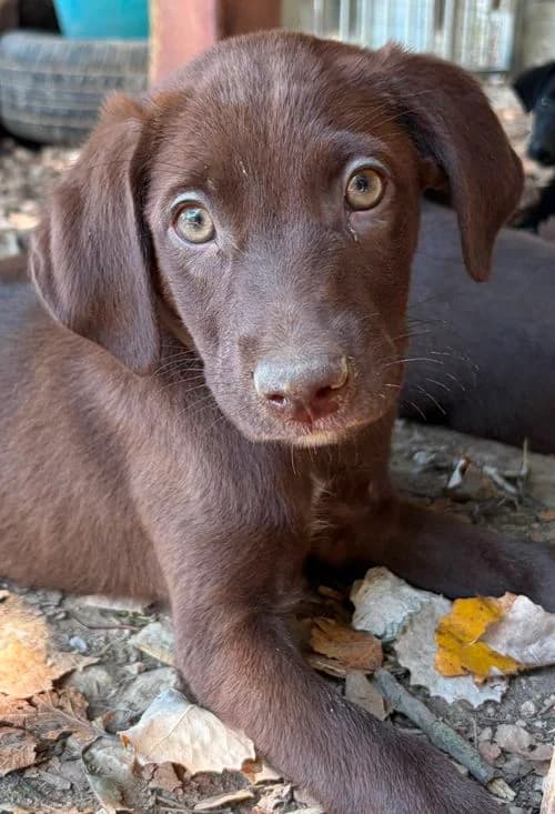 Kopella, female puppy Mixed Breed for adoption at Tierhilfe Korfu e.V., Ratingen