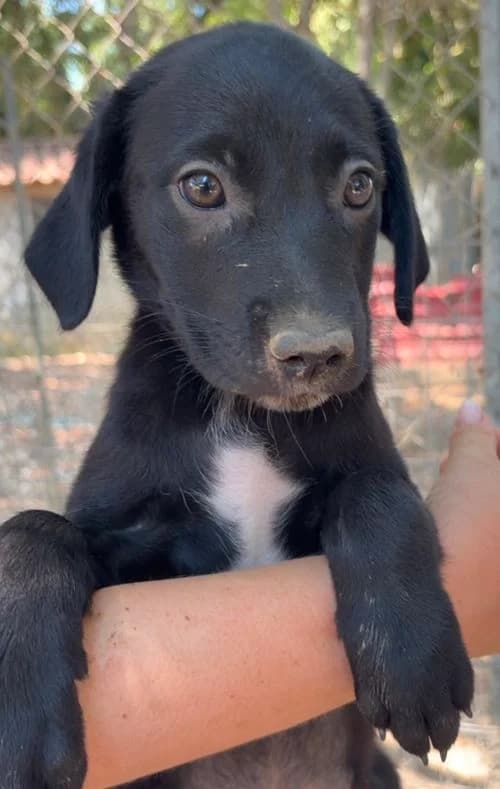 Thea, female puppy Mixed Breed for adoption at Tierhilfe Korfu e.V., Ratingen