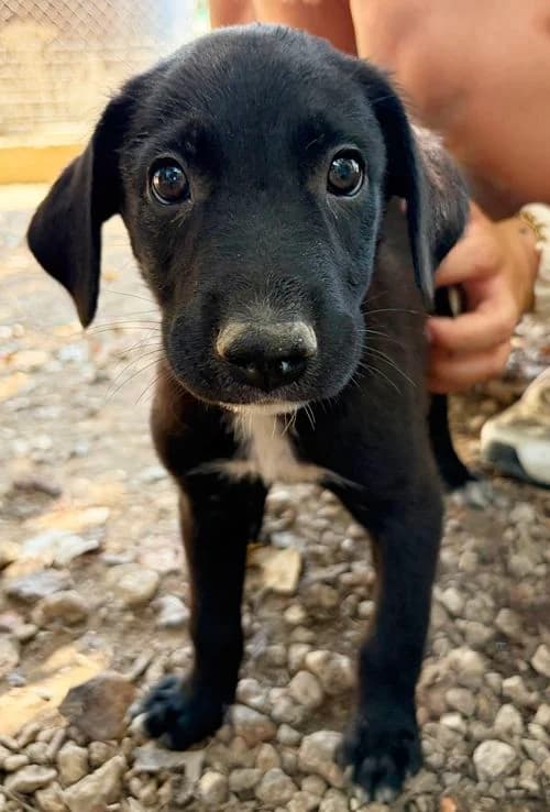 Aias, male puppy Mixed Breed for adoption at Tierhilfe Korfu e.V., Ratingen