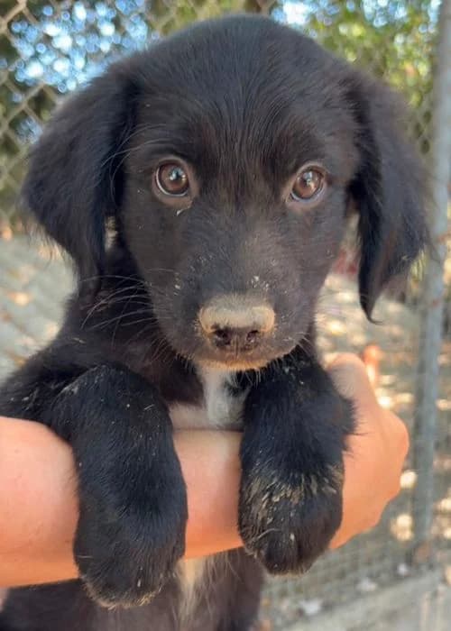 Bims, male puppy Mixed Breed for adoption at Tierhilfe Korfu e.V., Ratingen