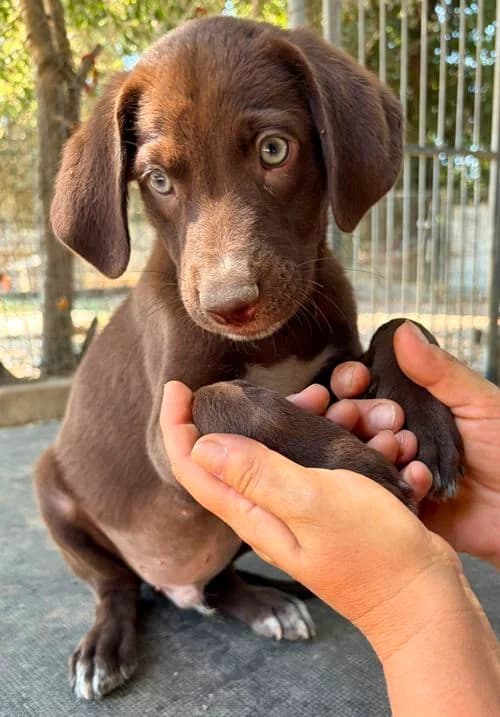 Zuko, male puppy Mixed Breed for adoption at Tierhilfe Korfu e.V., Ratingen