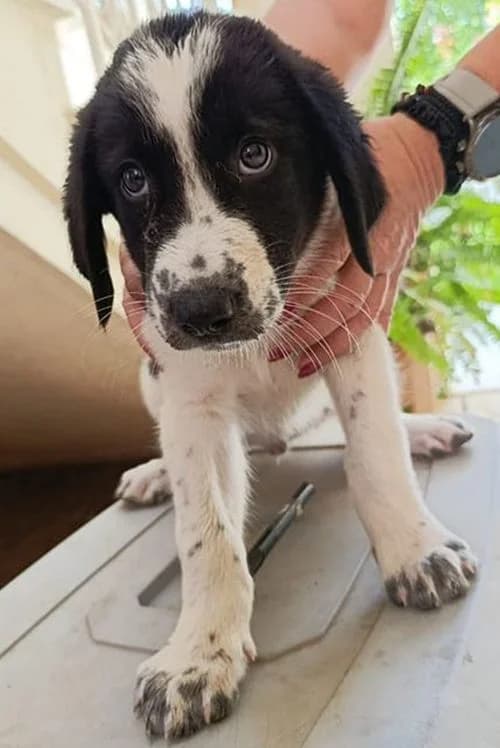 Karamela, female puppy Mixed Breed for adoption at Tierhilfe Korfu e.V., Ratingen