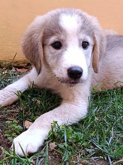 Lili, female puppy Mixed Breed for adoption at Tierhilfe Korfu e.V., Ratingen