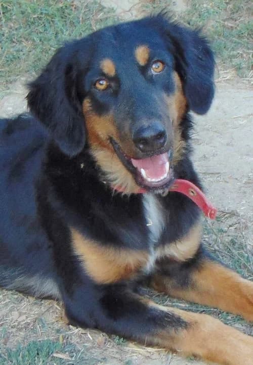 Katja, female puppy Mixed Breed for adoption at Tierhilfe Korfu e.V., Ratingen