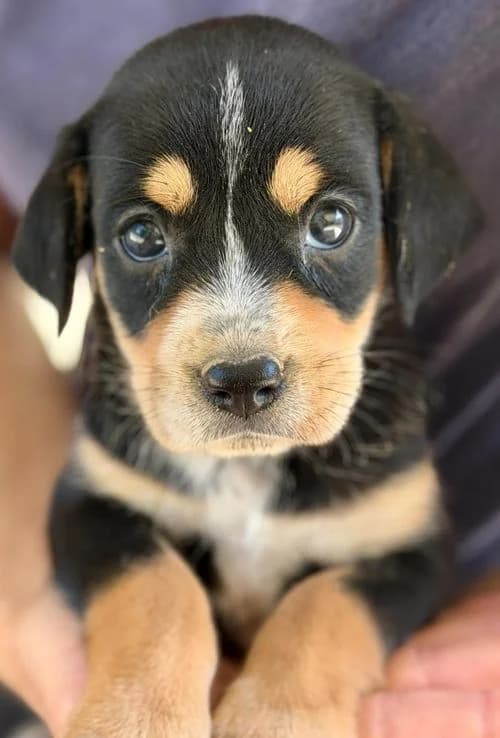Maissy, female puppy Mixed Breed for adoption at Tierhilfe Korfu e.V., Ratingen