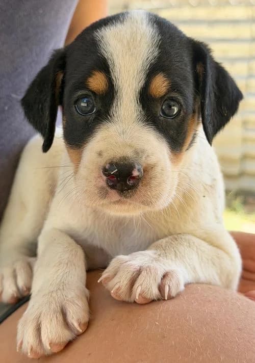 Mathilda, female puppy Mixed Breed for adoption at Tierhilfe Korfu e.V., Ratingen