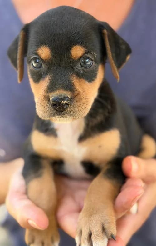 Susi, female puppy Mixed Breed for adoption at Tierhilfe Korfu e.V., Ratingen