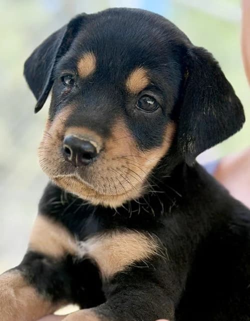 Gianni, male puppy Mixed Breed for adoption at Tierhilfe Korfu e.V., Ratingen