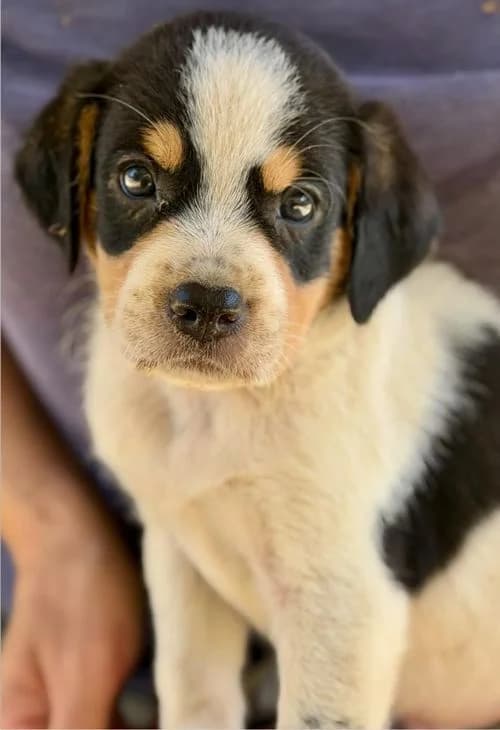 Maurice, male puppy Mixed Breed for adoption at Tierhilfe Korfu e.V., Ratingen