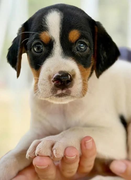 Michel, male puppy Mixed Breed for adoption at Tierhilfe Korfu e.V., Ratingen
