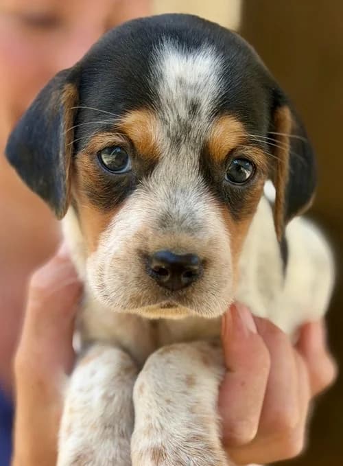 Murphy, male puppy Mixed Breed for adoption at Tierhilfe Korfu e.V., Ratingen