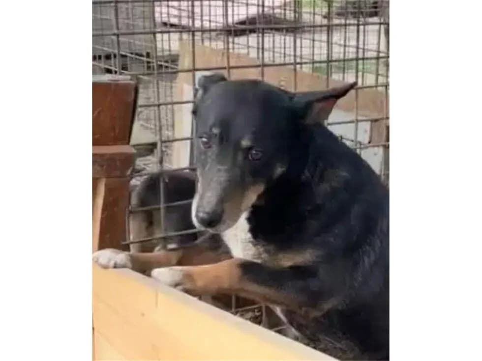 Adela – Pflegestelle oder Zuhause gesucht, female Mixed Breed for adoption at Tierhilfe Lebenswert e.V., Oberwies