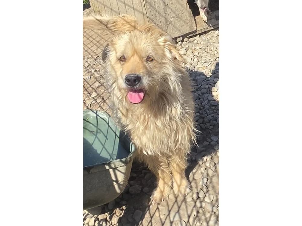 Ailin *20, Mixed Breed (Tierhilfe Lebenswert e.V.)