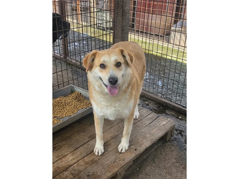 Akila *2020 – Pflegestelle oder Zuhause gesucht, beige female Mixed Breed for adoption at Tierhilfe Lebenswert e.V., Oberwies