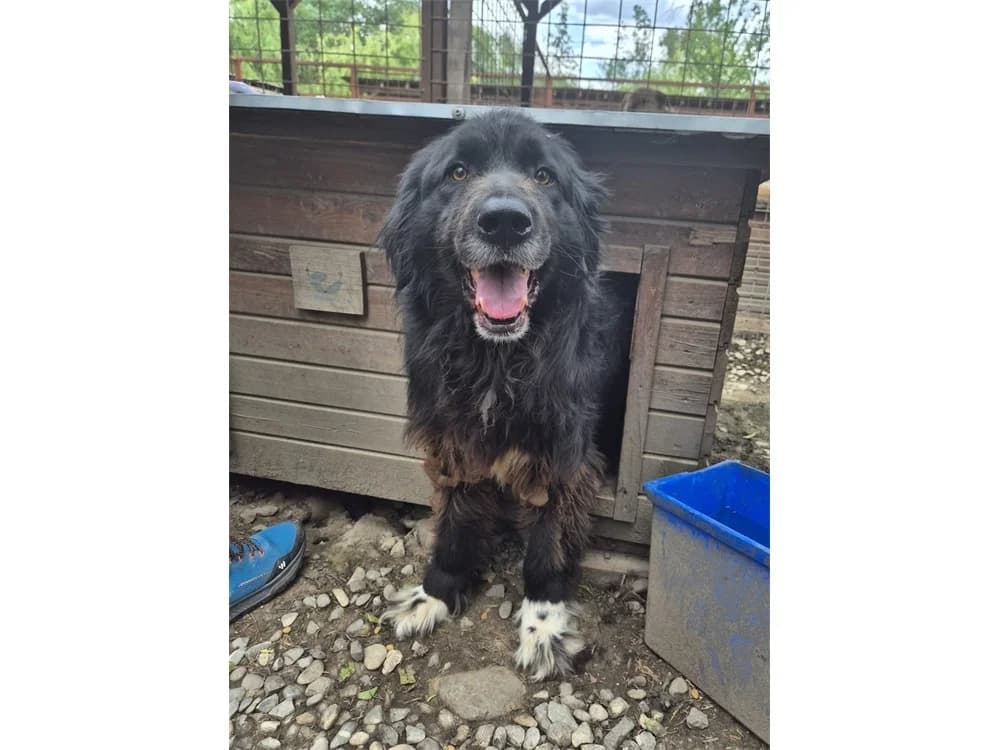 Alfi *2018, schwarz female Mixed Breed for adoption at Tierhilfe Lebenswert e.V., Oberwies
