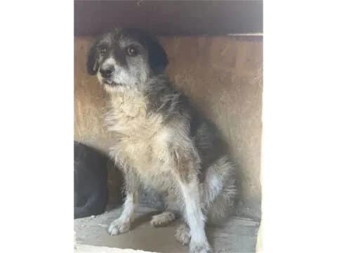 Amina – Pflegestelle oder Zuhause gesucht, female young Mixed Breed for adoption at Tierhilfe Lebenswert e.V., Oberwies