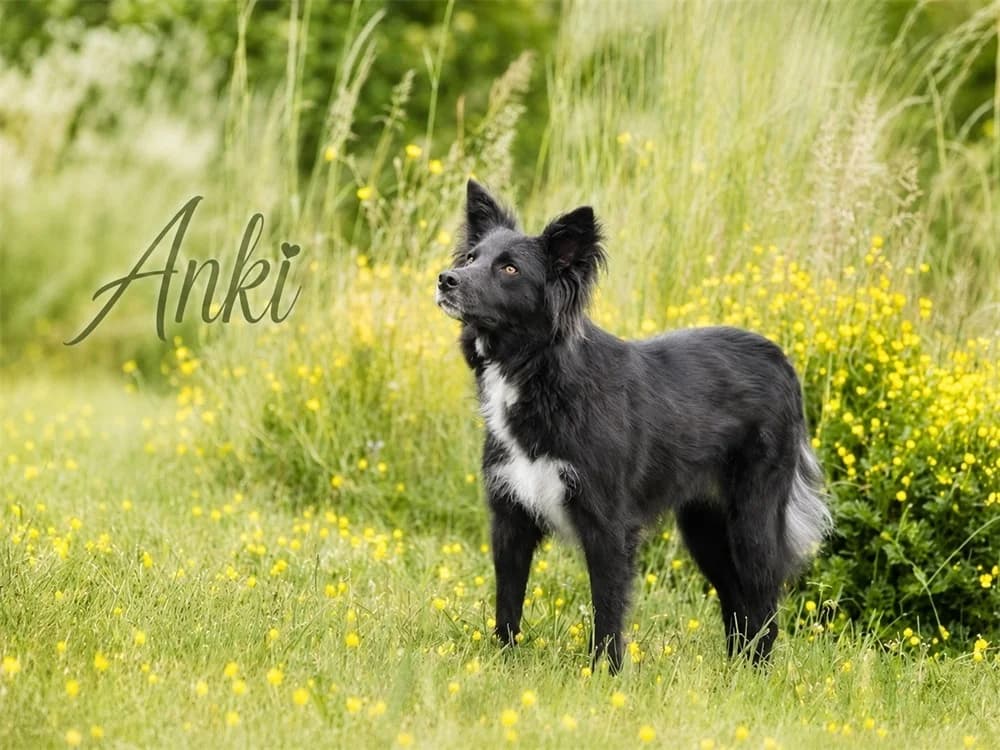Anki, schwarz female 4yo Mixed Breed for adoption at Tierhilfe Lebenswert e.V., Oberwies