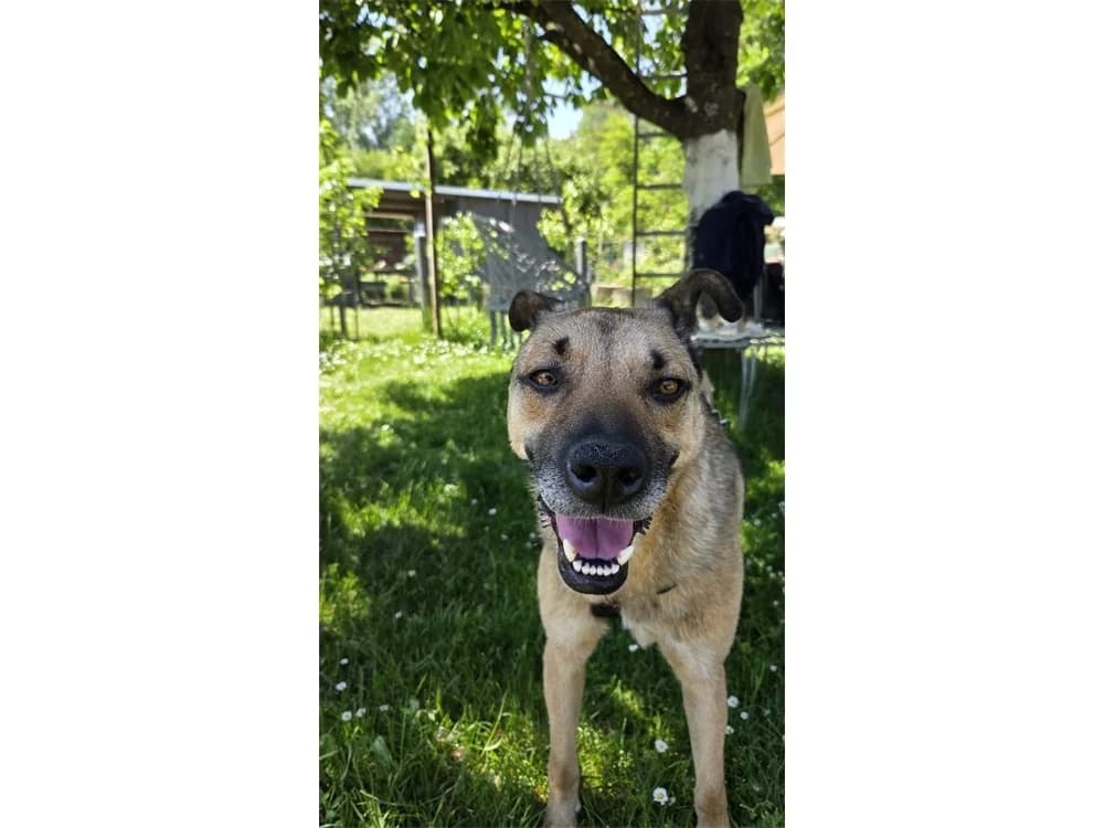 Archy, beige female 3yo Mixed Breed for adoption at Tierhilfe Lebenswert e.V., Oberwies