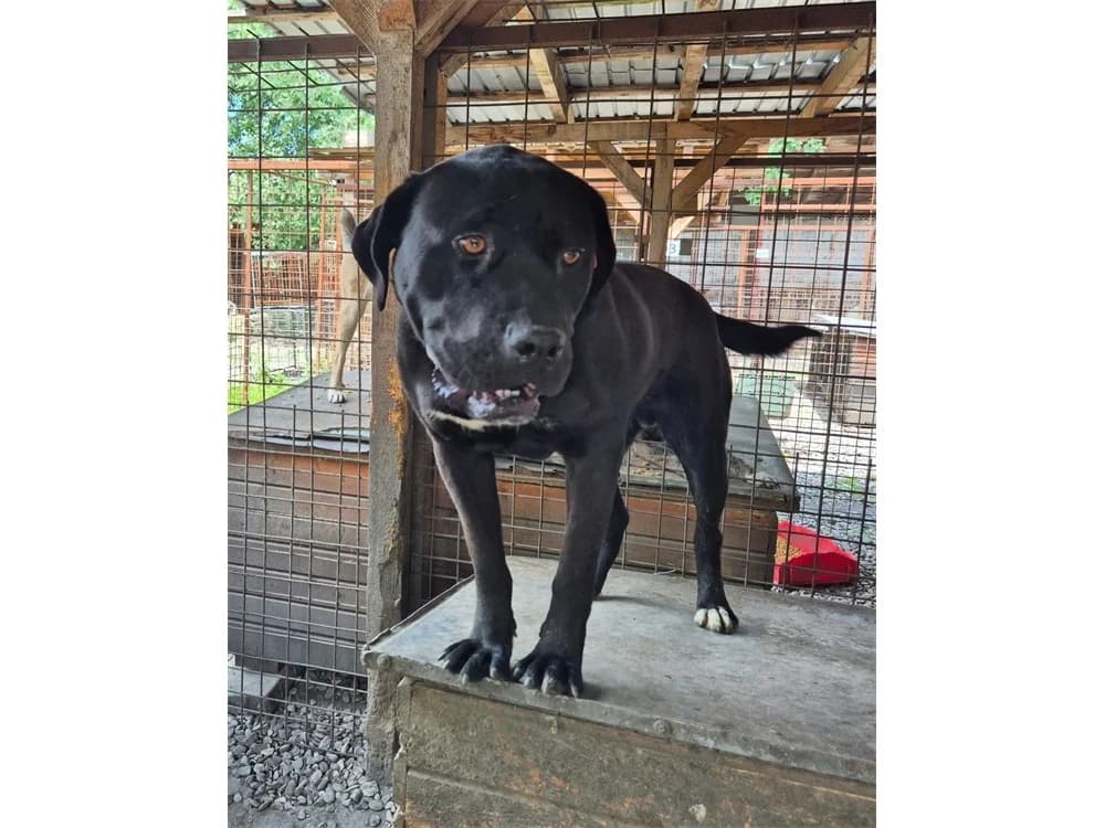 Arvid *2022 – Pflegestelle oder Zuhause gesucht, schwarz female Mixed Breed for adoption at Tierhilfe Lebenswert e.V., Oberwies