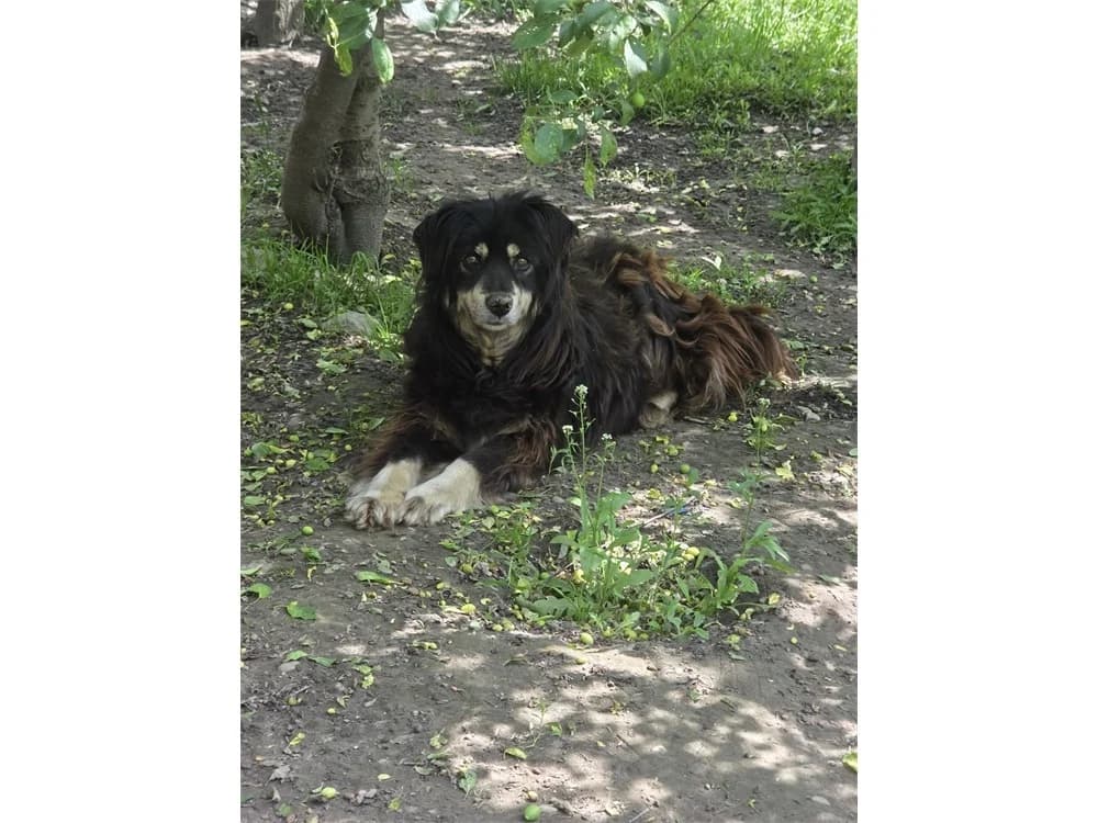 Aune *20, schwarz female Mixed Breed for adoption at Tierhilfe Lebenswert e.V., Oberwies