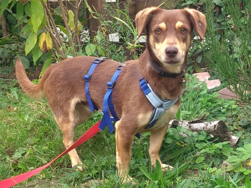 Basil, braun female Mixed Breed for adoption at Tierhilfe Lebenswert e.V., Oberwies