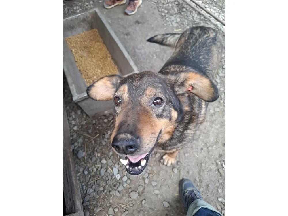 Beelo *2019, braun female 7yo Mixed Breed for adoption at Tierhilfe Lebenswert e.V., Oberwies