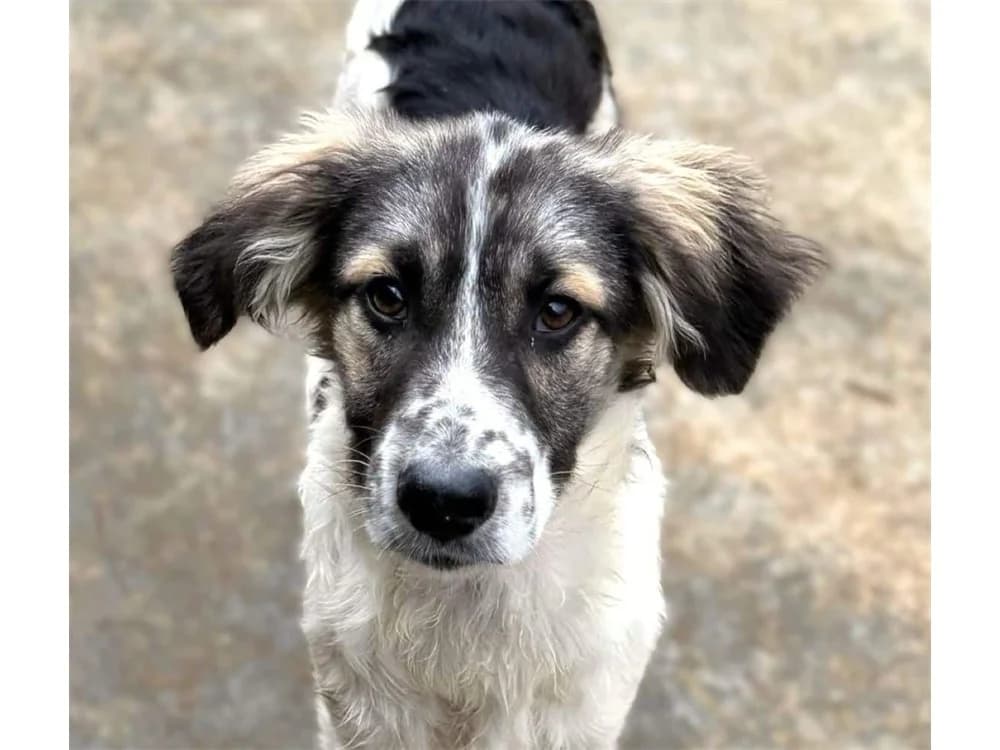 Benny, schwarz female Mixed Breed for adoption at Tierhilfe Lebenswert e.V., Oberwies